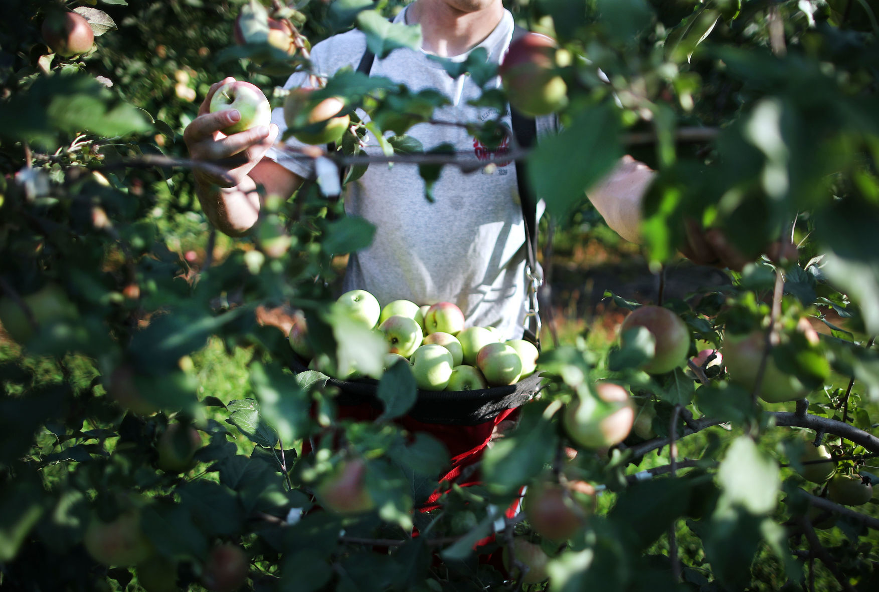 JVG_200831_APPLES06